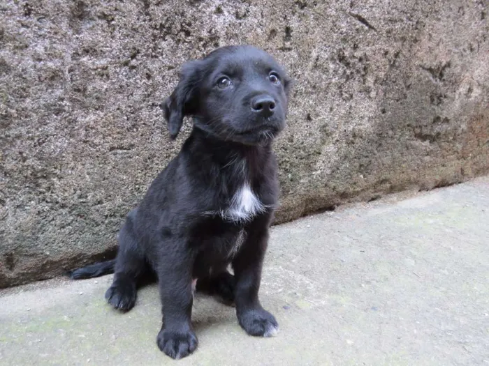 Cachorro raça SRD idade 2 a 6 meses nome Angel