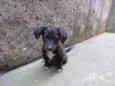 Dex