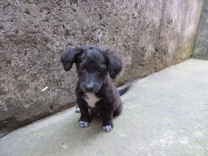 Cachorro raça SRD idade 2 a 6 meses nome Dex