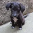 Dex