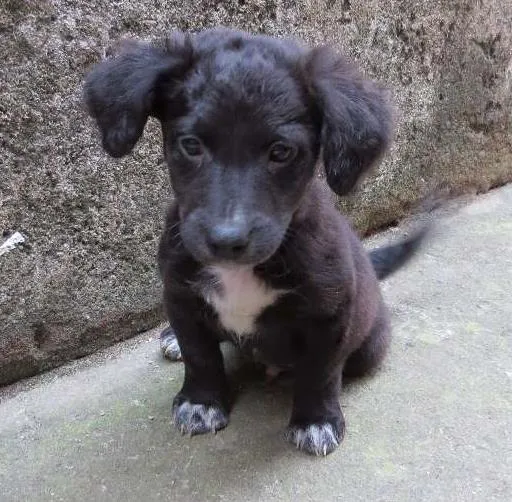 Cachorro raça SRD idade 2 a 6 meses nome Dex