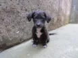 Dex