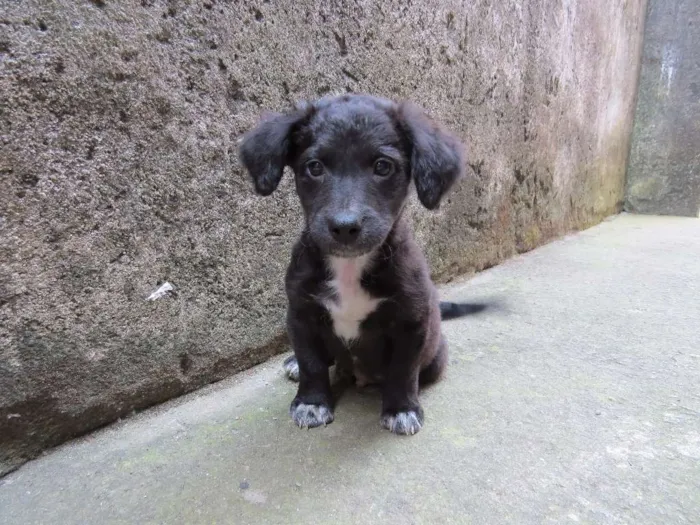 Cachorro raça SRD idade 2 a 6 meses nome Dex