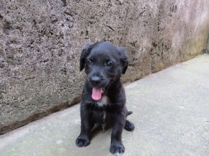 Cachorro raça SRD idade 2 a 6 meses nome Angel