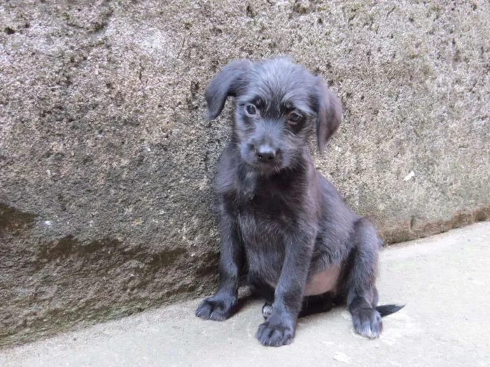 Cachorro raça SRD idade 2 a 6 meses nome Deb