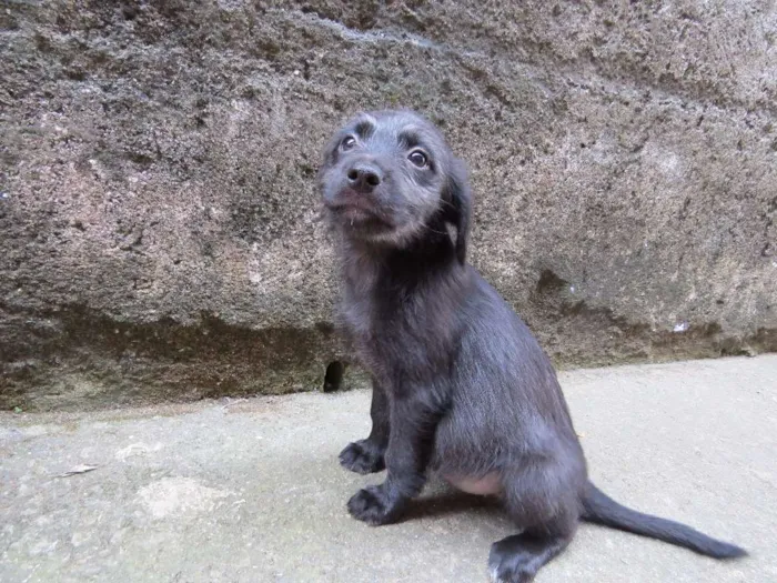Cachorro raça SRD idade 2 a 6 meses nome Deb