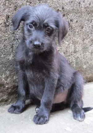 Cachorro raça SRD idade 2 a 6 meses nome Deb