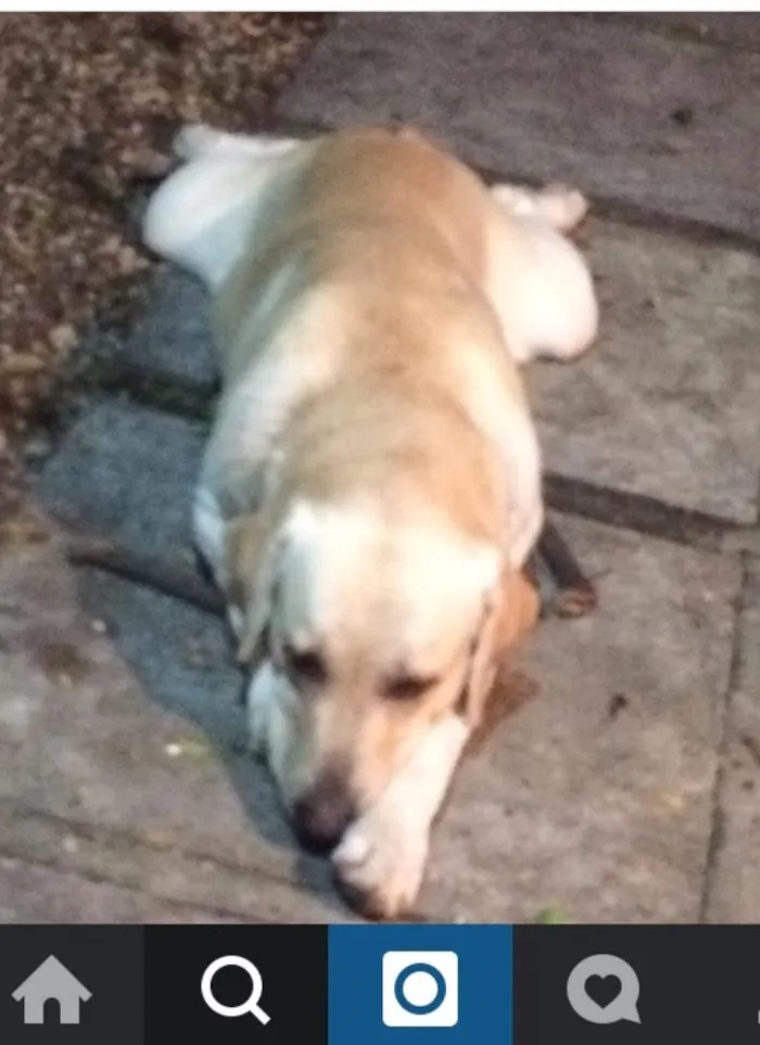 Cachorro raça Labrador idade 2 anos nome OLAF