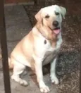 OLAF