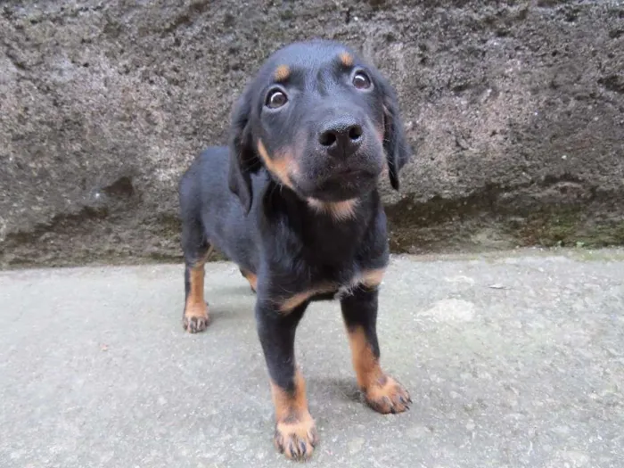 Cachorro raça SRD idade 2 a 6 meses nome Thor