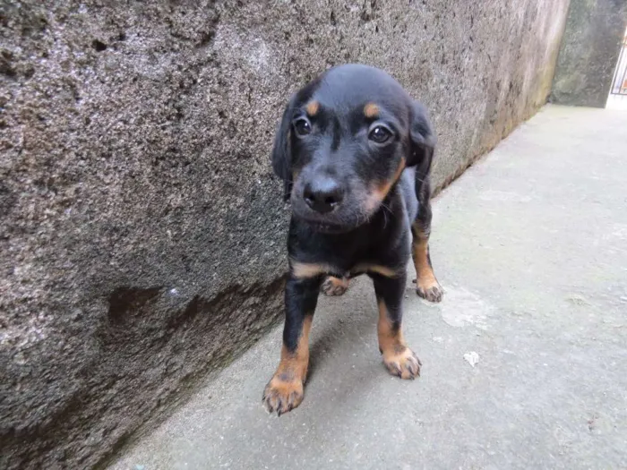 Cachorro raça SRD idade 2 a 6 meses nome Thor