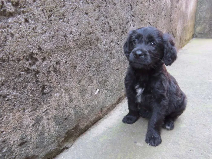 Cachorro raça SRD idade 2 a 6 meses nome Kaiser 