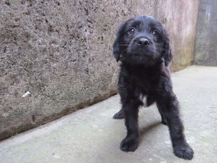 Cachorro raça SRD idade 2 a 6 meses nome Kaiser 