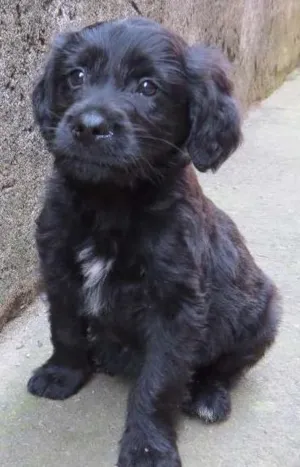 Cachorro raça SRD idade 2 a 6 meses nome Kaiser 