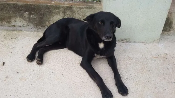 Cachorro ra a Sem raça idade  nome Nego