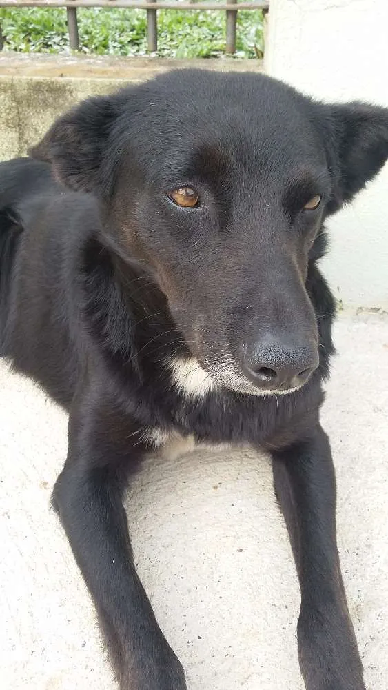 Cachorro ra a Sem raça idade  nome Nego