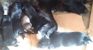 Cachorro raça SRD idade 1 ano nome Preta