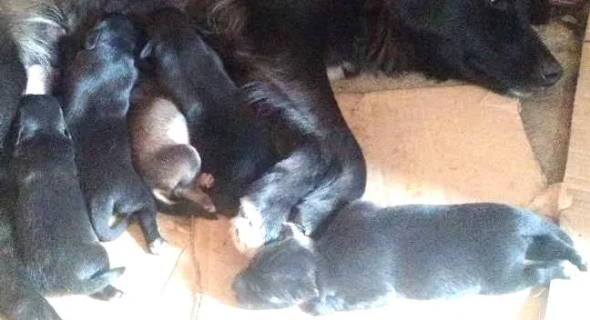 Cachorro ra a SRD idade 1 ano nome Preta