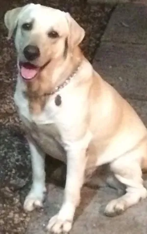 Cachorro raça Labrador idade 2 anos nome OLAF