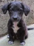 Dex