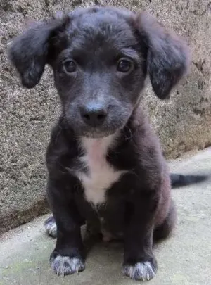 Cachorro raça SRD idade 2 a 6 meses nome Dex