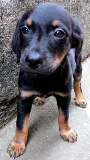 Cachorro raça SRD idade 2 a 6 meses nome Thor