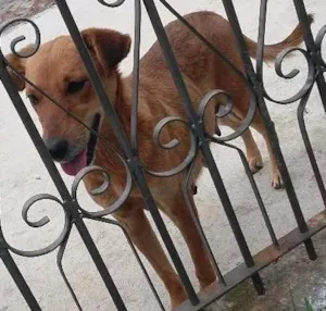 Cachorro raça Sem raça idade  nome Sem nome