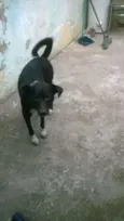 Neguinho
