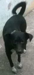 Neguinho