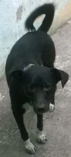 Cachorro ra a mistura de Dalmata com Labrador  idade 3 anos nome Neguinho