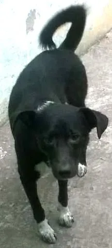 Cachorro ra a mistura de Dalmata com Labrador  idade 3 anos nome Neguinho