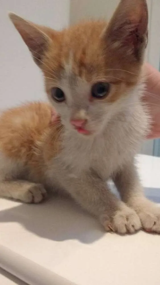 Gato ra a SRD idade 2 a 6 meses nome Sem nome