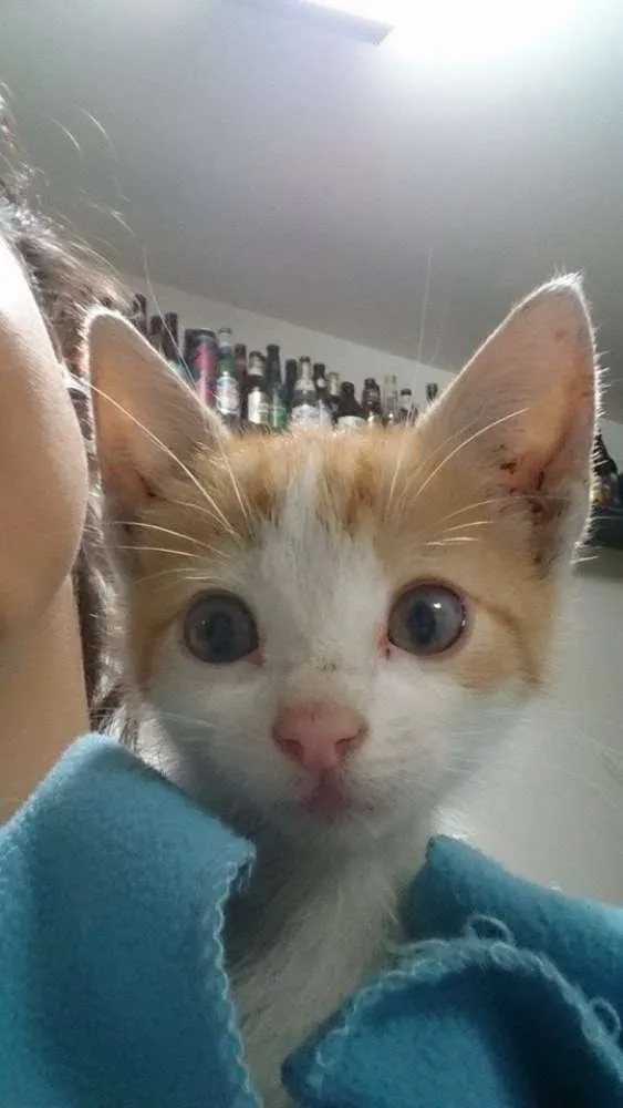 Gato ra a SRD idade 2 a 6 meses nome Sem nome