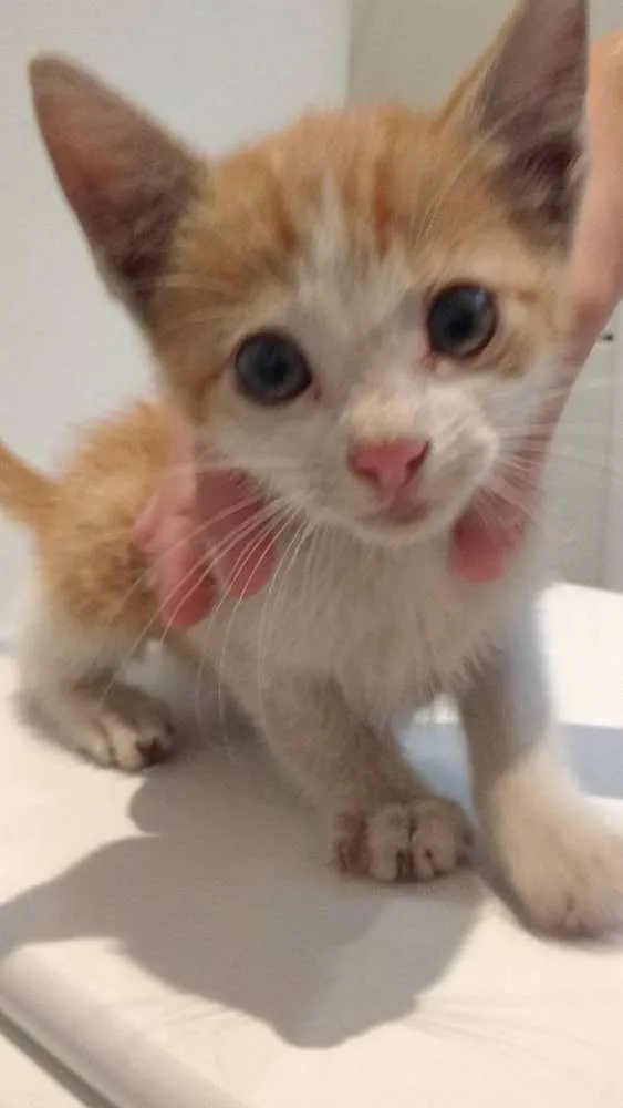 Gato ra a SRD idade 2 a 6 meses nome Sem nome