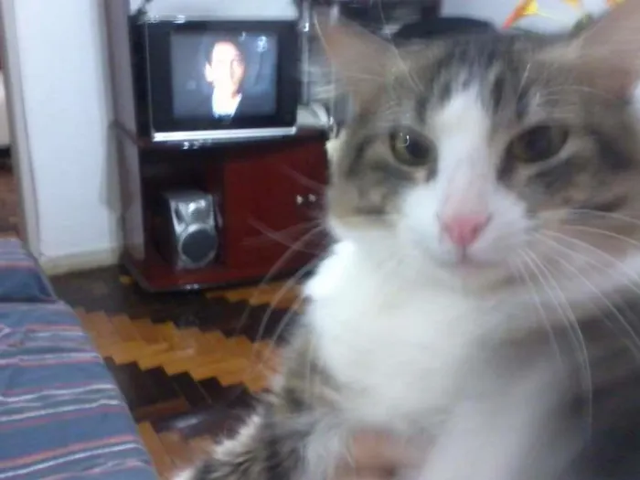 Gato ra a  idade 2 anos nome Luan