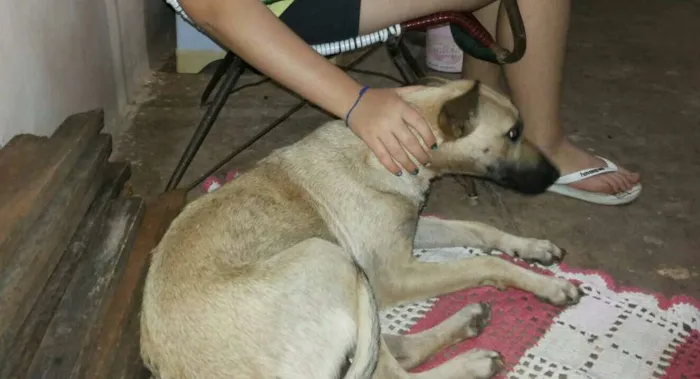 Cachorro ra a SRD idade 1 ano nome Scarlet
