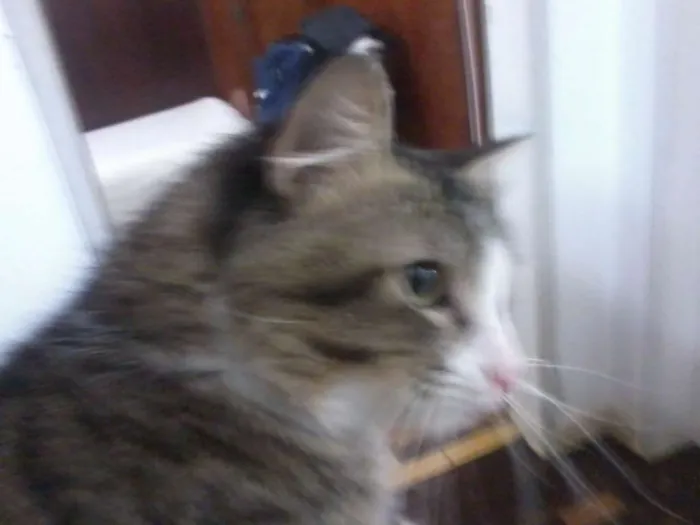 Gato ra a  idade 2 anos nome Luan