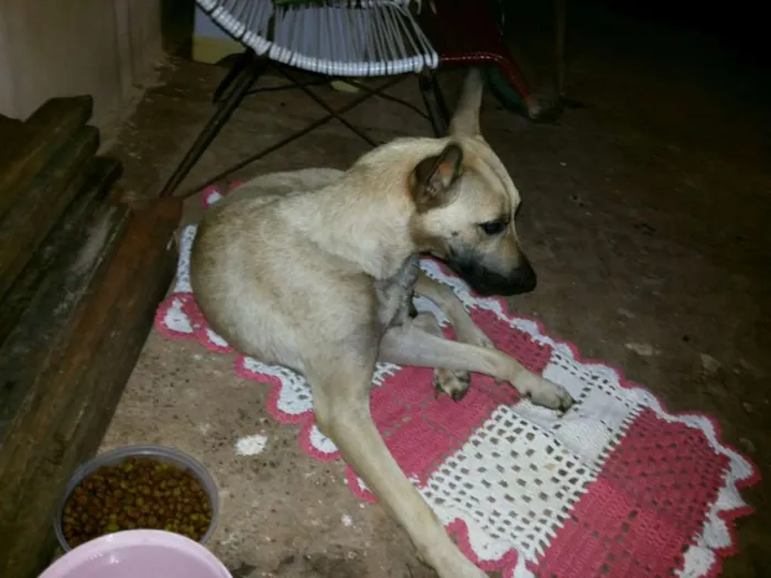Cachorro ra a SRD idade 1 ano nome Scarlet
