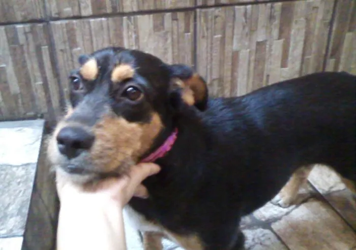 Cachorro ra a SRD idade 1 ano nome Estopinha