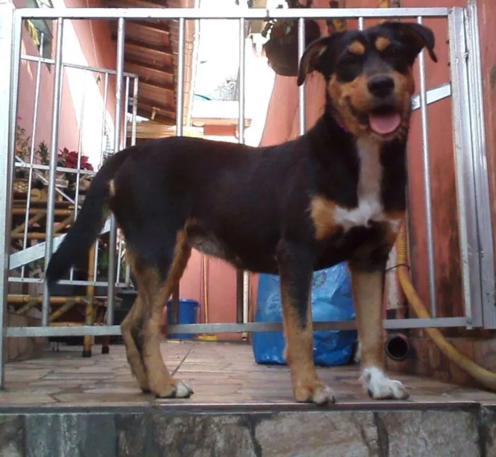 Cachorro ra a SRD idade 1 ano nome Estopinha