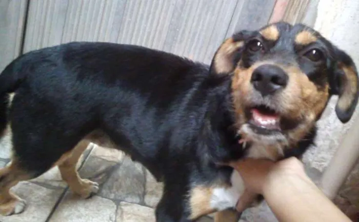 Cachorro ra a SRD idade 1 ano nome Estopinha