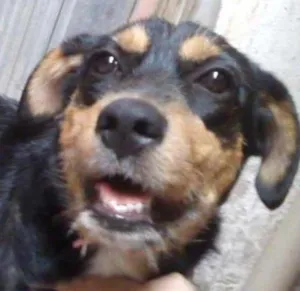 Cachorro raça SRD idade 1 ano nome Estopinha
