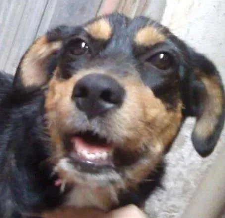 Cachorro ra a SRD idade 1 ano nome Estopinha