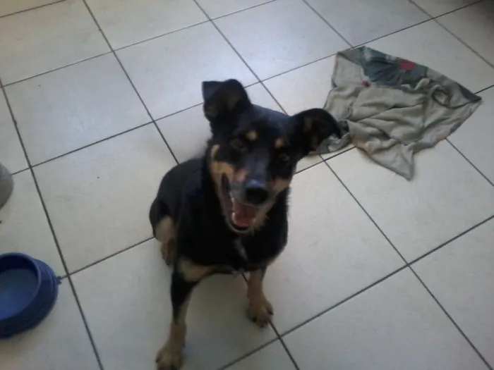 Cachorro ra a SRD idade 2 anos nome Booth