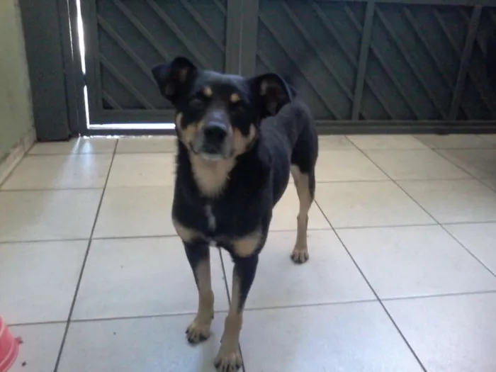 Cachorro ra a SRD idade 2 anos nome Booth
