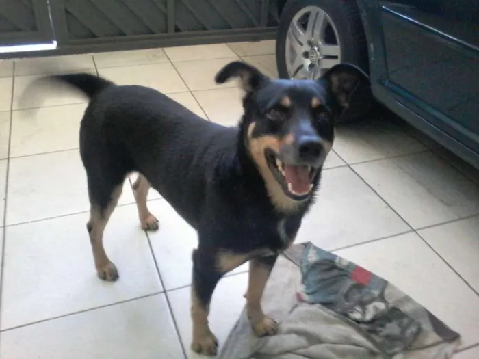 Cachorro ra a SRD idade 2 anos nome Booth