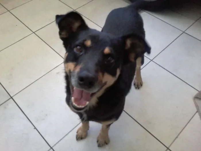 Cachorro ra a SRD idade 2 anos nome Booth