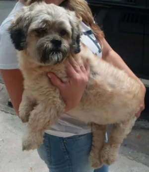 Cachorro raça lhasa apso idade 2 anos nome Lhasa