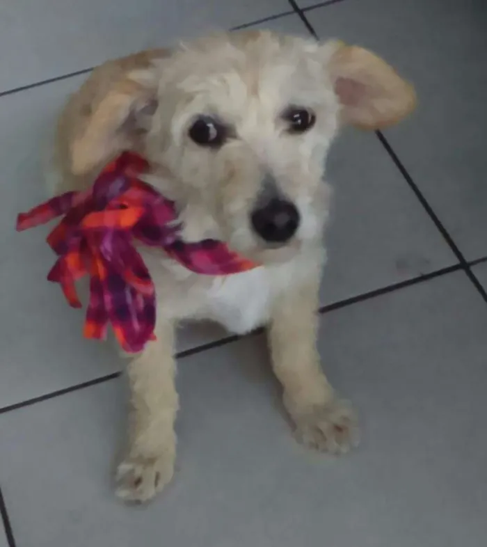 Cachorro ra a mestiça idade 4 anos nome Meg