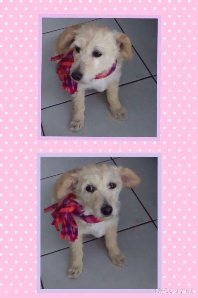 Cachorro ra a mestiça idade 4 anos nome Meg